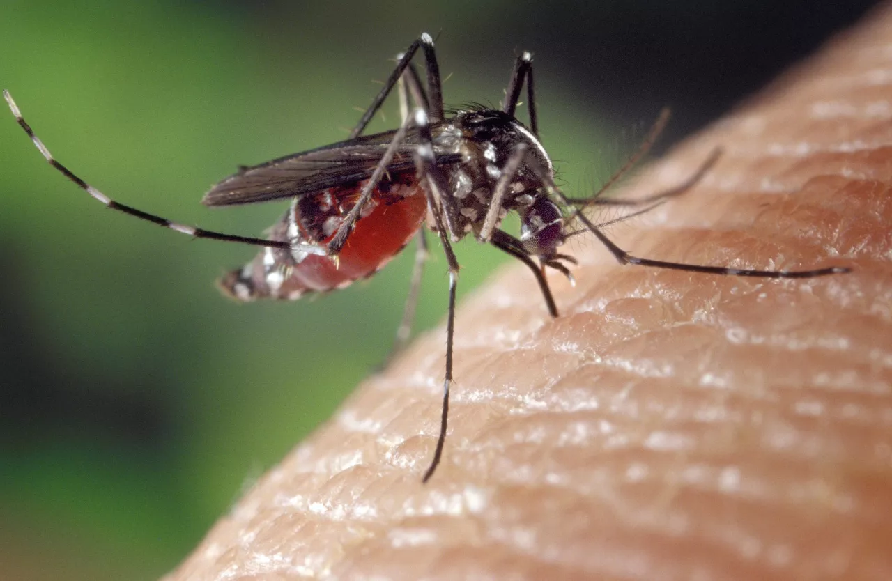 Proč se do vás stále pouštějí komáři?